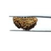1-Mukhi-Rudraksha-Small-24.50-Mm-Mp-C.jpg