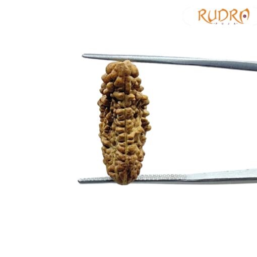 1-Mukhi-Rudraksha-Small-24.50-MM-SP-C.jpg