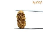 1-Mukhi-Rudraksha-Small-24.52-Mm-Fp-C.jpg