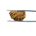 1-Mukhi-Rudraksha-Small-24.52-MM-MP-C.jpg