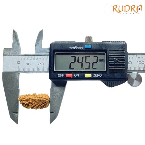 1-Mukhi-Rudraksha-Small-24.52-MM-OP-C.jpg