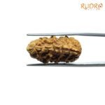 1-Mukhi-Rudraksha-Small-24.52-MM-RP-C.jpg
