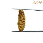 1-Mukhi-Rudraksha-Small-24.72-MM-FP-C.jpg