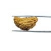 1-Mukhi-Rudraksha-Small-24.72-Mm-Mp-C.jpg