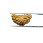 1-Mukhi-Rudraksha-Small-24.72-MM-MP-C.jpg