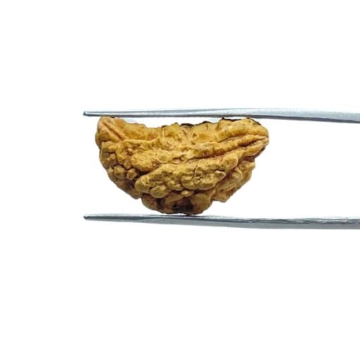 1-Mukhi-Rudraksha-Small-24.72-Mm-Mp-C.jpg