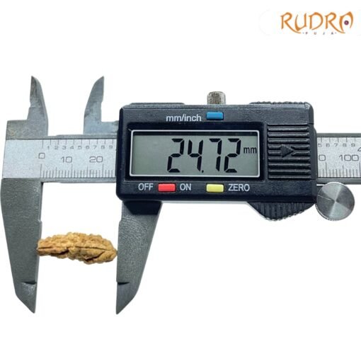 1-Mukhi-Rudraksha-Small-24.72-MM-OP-C.jpg