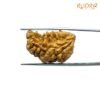 1-Mukhi-Rudraksha-Small-25.00-Mm-Fp-C.jpg