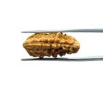 1-Mukhi-Rudraksha-Small-25.00-MM-MP-C.jpg