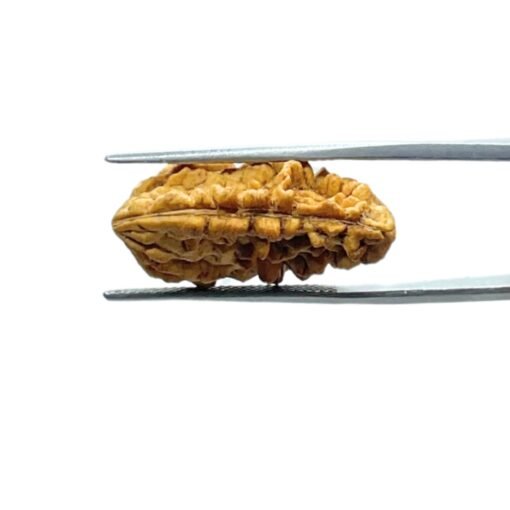 1-Mukhi-Rudraksha-Small-25.00-Mm-Mp-C.jpg
