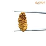 1 Mukhi Rudraksha Small ( 25.00 Mm)