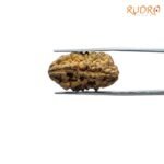 1-Mukhi-Rudraksha-Small-25.35-Mm-Fp-C.jpg
