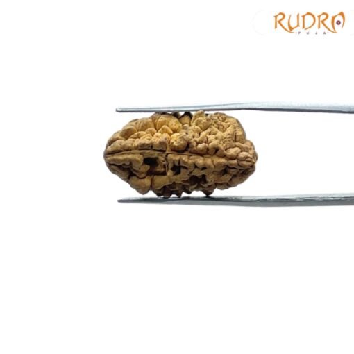 1-Mukhi-Rudraksha-Small-25.35-MM-FP-C.jpg