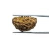 1-Mukhi-Rudraksha-Small-25.35-Mm-Mp-C.jpg