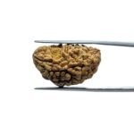 1-Mukhi-Rudraksha-Small-25.35-MM-MP-C.jpg