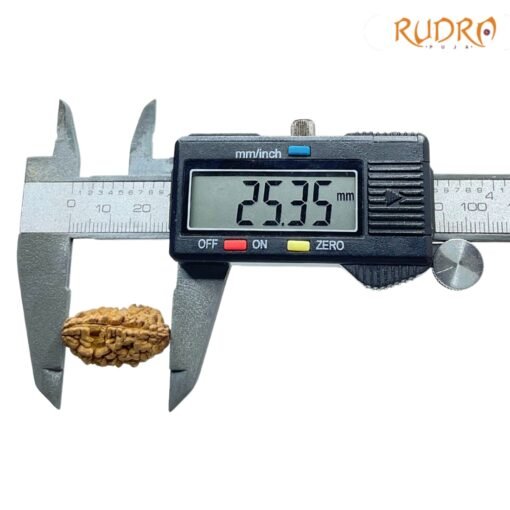1-Mukhi-Rudraksha-Small-25.35-MM-OP-C.jpg