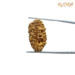 1-Mukhi-Rudraksha-Small-25.35-MM-SP-C.jpg