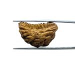 1-Mukhi-Rudraksha-Small-25.62-MM-FP-C.jpg