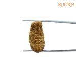 1-Mukhi-Rudraksha-Small-25.62-Mm-Fp-C-2.Jpg