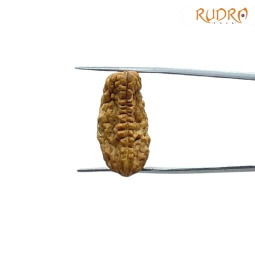 1-Mukhi-Rudraksha-Small-25.62-MM-FP-C-2.jpg