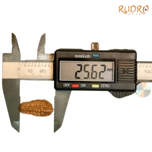 1-Mukhi-Rudraksha-Small-25.62-MM-OP-C.jpg