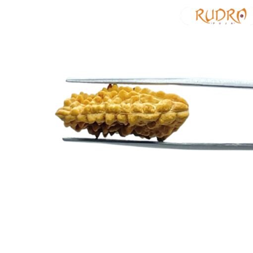 1-Mukhi-Rudraksha-Small-25.92-MM-FP-C.jpg