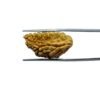 1-Mukhi-Rudraksha-Small-25.92-Mm-Mp-C.jpg
