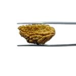 1-Mukhi-Rudraksha-Small-25.92-MM-MP-C.jpg