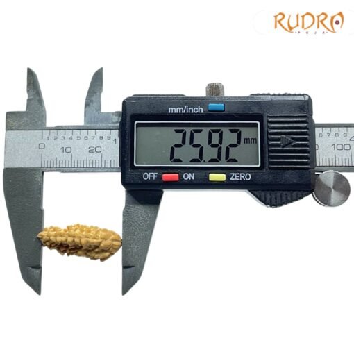 1-Mukhi-Rudraksha-Small-25.92-MM-OP-C.jpg