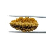 1 Mukhi Rudraksha Small (30.65 MM )