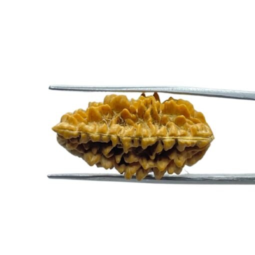 1 Mukhi Rudraksha Small (30.65 Mm )