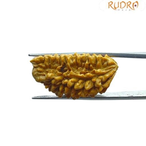 1 Mukhi Rudraksha Small (30.65 MM )