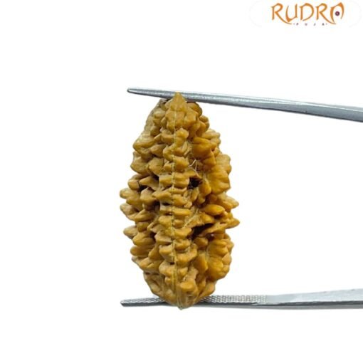 1 Mukhi Rudraksha Small (30.65 MM )