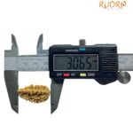 1 Mukhi Rudraksha Small (30.65 Mm )