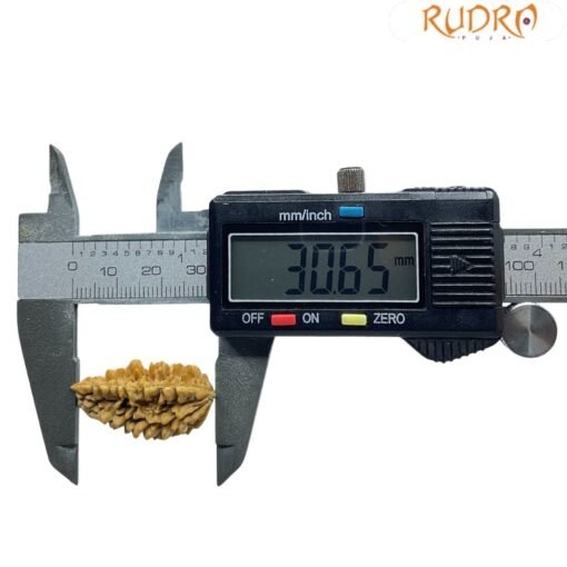1 Mukhi Rudraksha Small (30.65 MM )