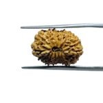 Indonesian Chaudah Mukhi Rudraksha - (17.55 MM)