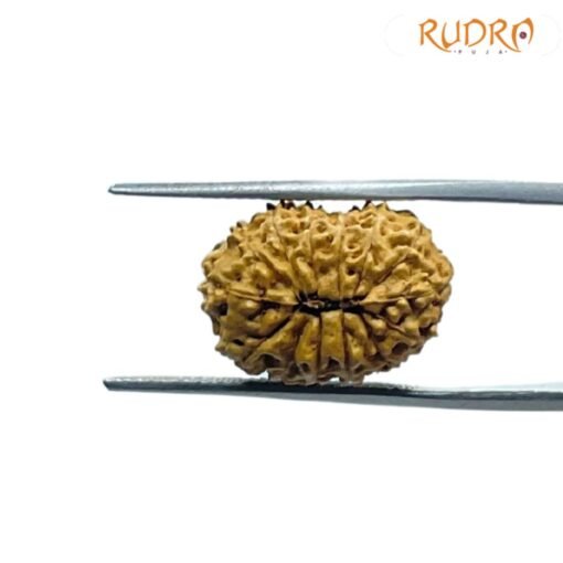 Indonesian Chaudah Mukhi Rudraksha - (17.55 MM)