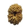 Indonesian Chaudah Mukhi Rudraksha - (17.55 Mm) 14 Indonesian Chaudah Mukhi Rudraksha - (17.55 Mm)