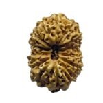 Indonesian Chaudah Mukhi Rudraksha - (17.55 Mm) 7 Indonesian Chaudah Mukhi Rudraksha - (17.55 Mm)