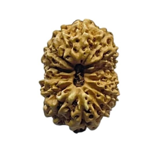 Indonesian Chaudah Mukhi Rudraksha - (17.55 MM)