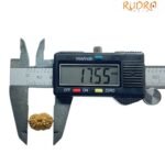 Indonesian Chaudah Mukhi Rudraksha - (17.55 Mm) 8 Indonesian Chaudah Mukhi Rudraksha - (17.55 Mm)