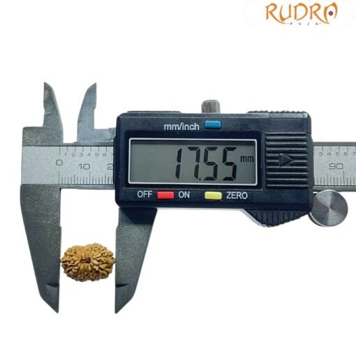 Indonesian Chaudah Mukhi Rudraksha - (17.55 MM)