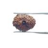 14 Mukhi Indonesian Rudraksha - (18.30 Mm ) 34 14 Mukhi Indonesian Rudraksha - (18.30 Mm )