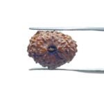 14 Mukhi Indonesian Rudraksha - (18.30 MM )