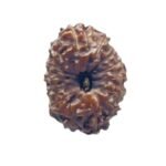 14 Mukhi Indonesian Rudraksha - (18.30 Mm )