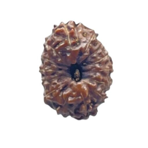 14 Mukhi Indonesian Rudraksha - (18.30 MM )