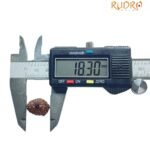 14 Mukhi Indonesian Rudraksha - (18.30 Mm )
