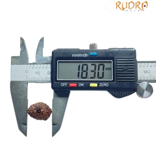 14 Mukhi Indonesian Rudraksha - (18.30 MM )