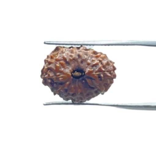 14 Mukhi Indonesian Rudraksha - (18.30 Mm )