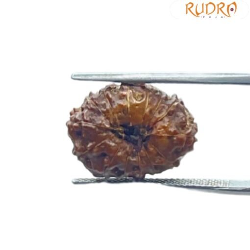 14 Mukhi Indonesian Rudraksha - (18.30 MM )